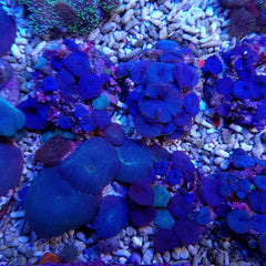 Discosoma spp. (Blue) (Grade A)