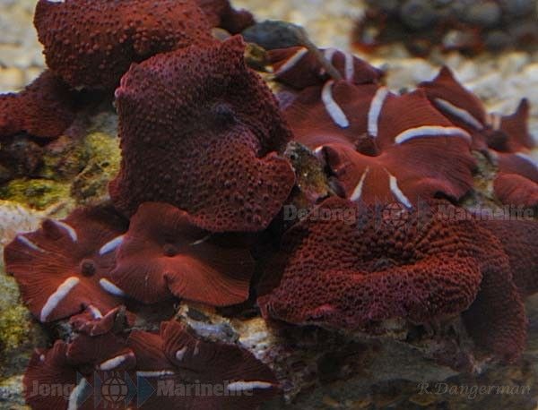 Discosoma spp. (Red-White) (Striped)