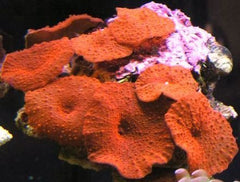 Discosoma spp. (Red) (Grade A) (per ear)