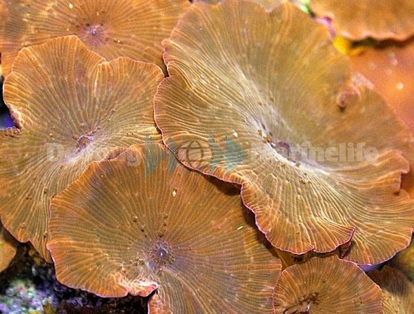 Discosoma spp. (Reddish)
