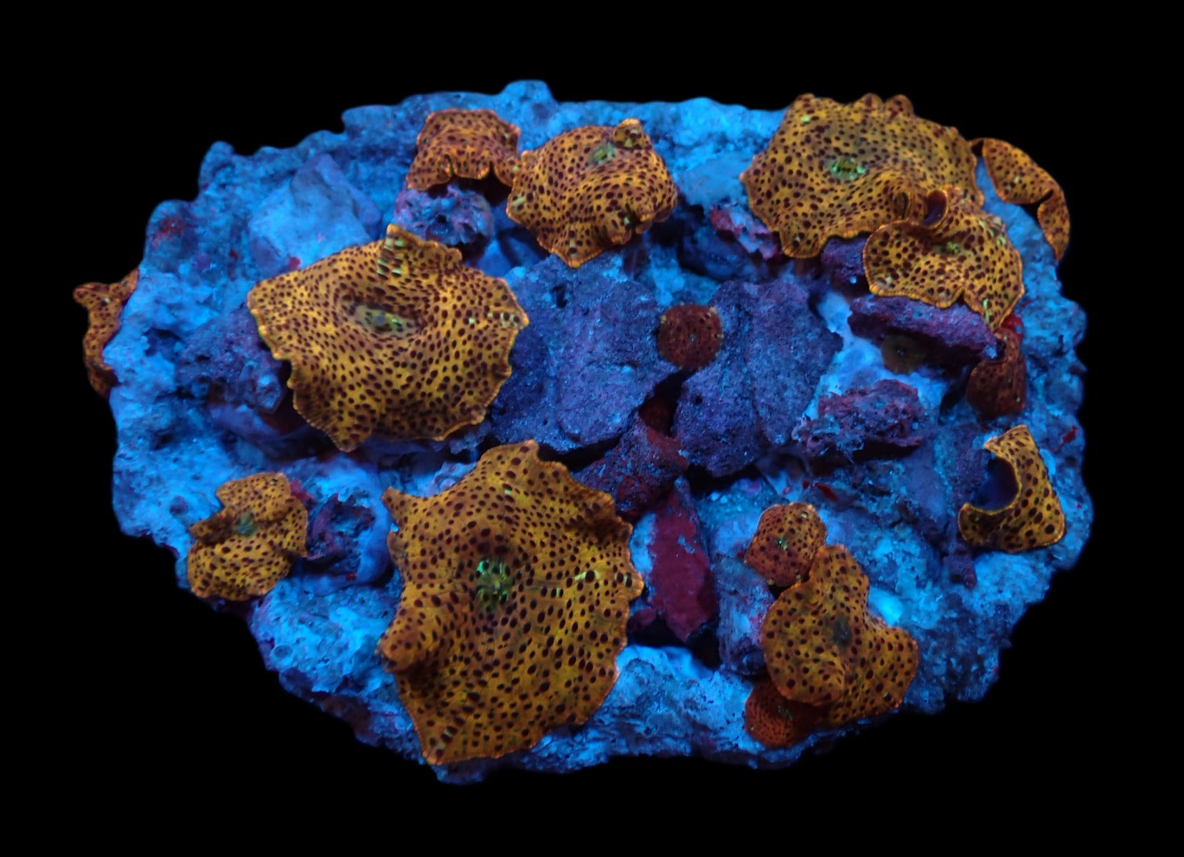Discosoma spp. (Special Selected) (per ear)