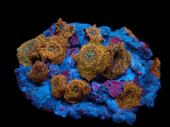 Discosoma spp. (Special Selected) (per ear)
