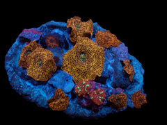 Discosoma spp. (Special Selected) (per ear)