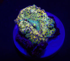 Discosoma spp. (Spotted) (Grade A) (per ear)