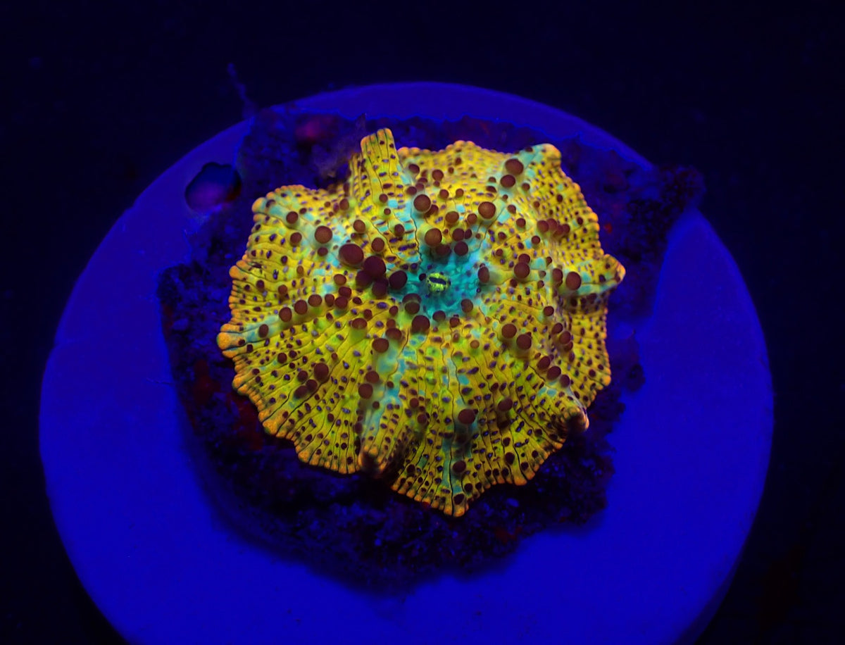 Discosoma spp. (Special Selected) (Ultra) (1 ear)