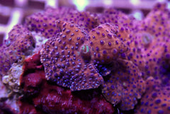 Discosoma spp. (Special spotted)