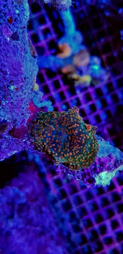 Discosoma spp. (Spotted) (Grade A) (1 ear)