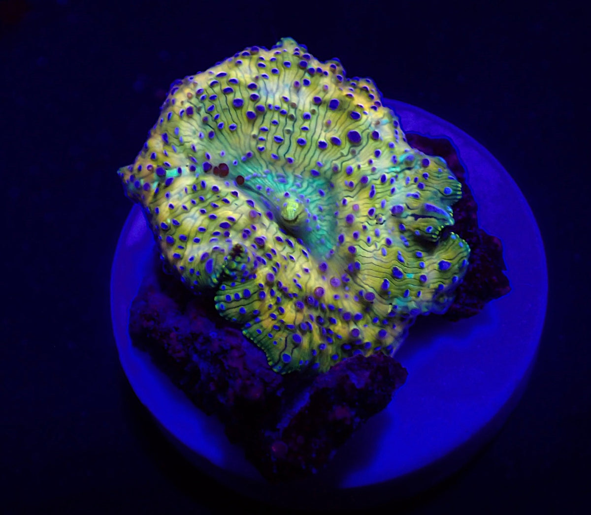 Discosoma spp. (Spotted) (Grade A) (1 ear)