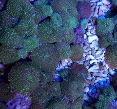 Discosoma spp. (Spotted)
