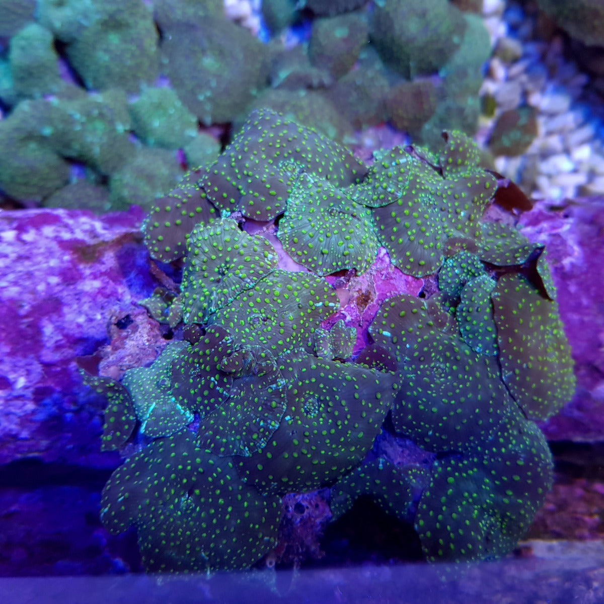 Discosoma spp. (Spotted) (per ear)