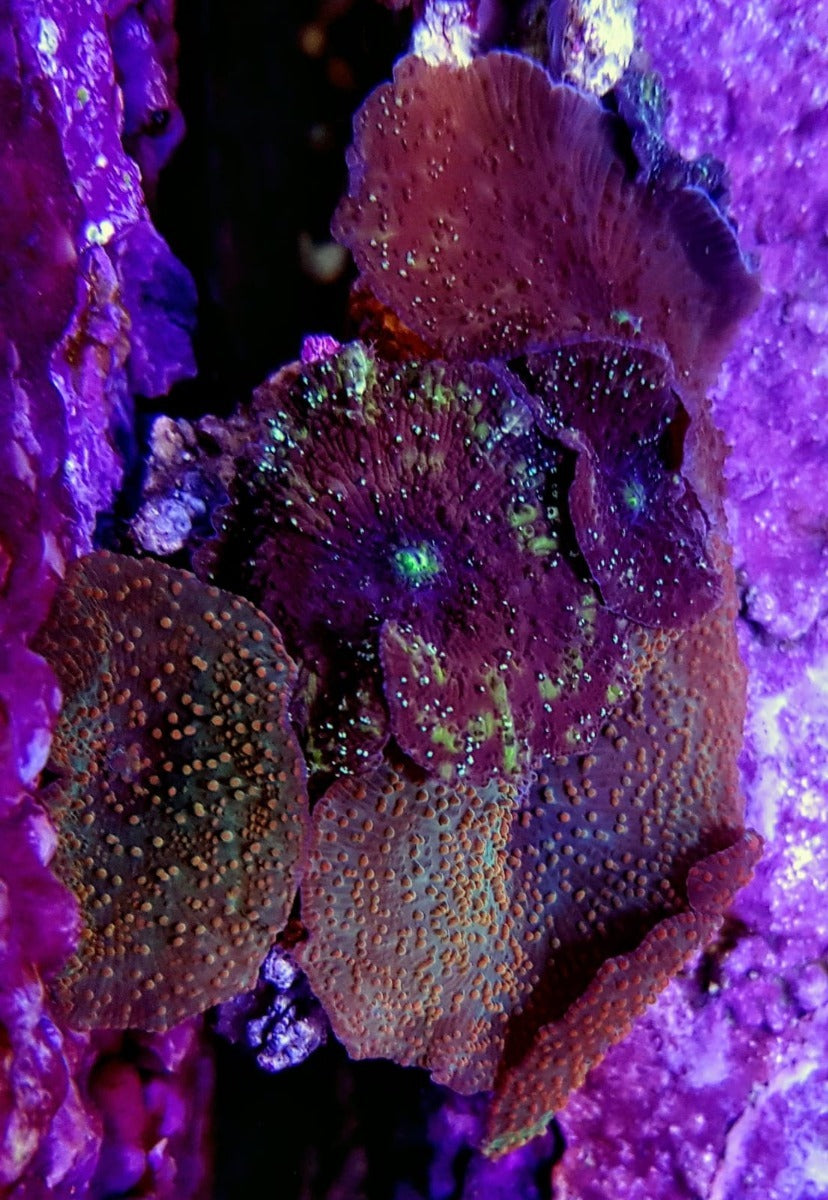 Discosoma spp. (Spotted) (Grade A)