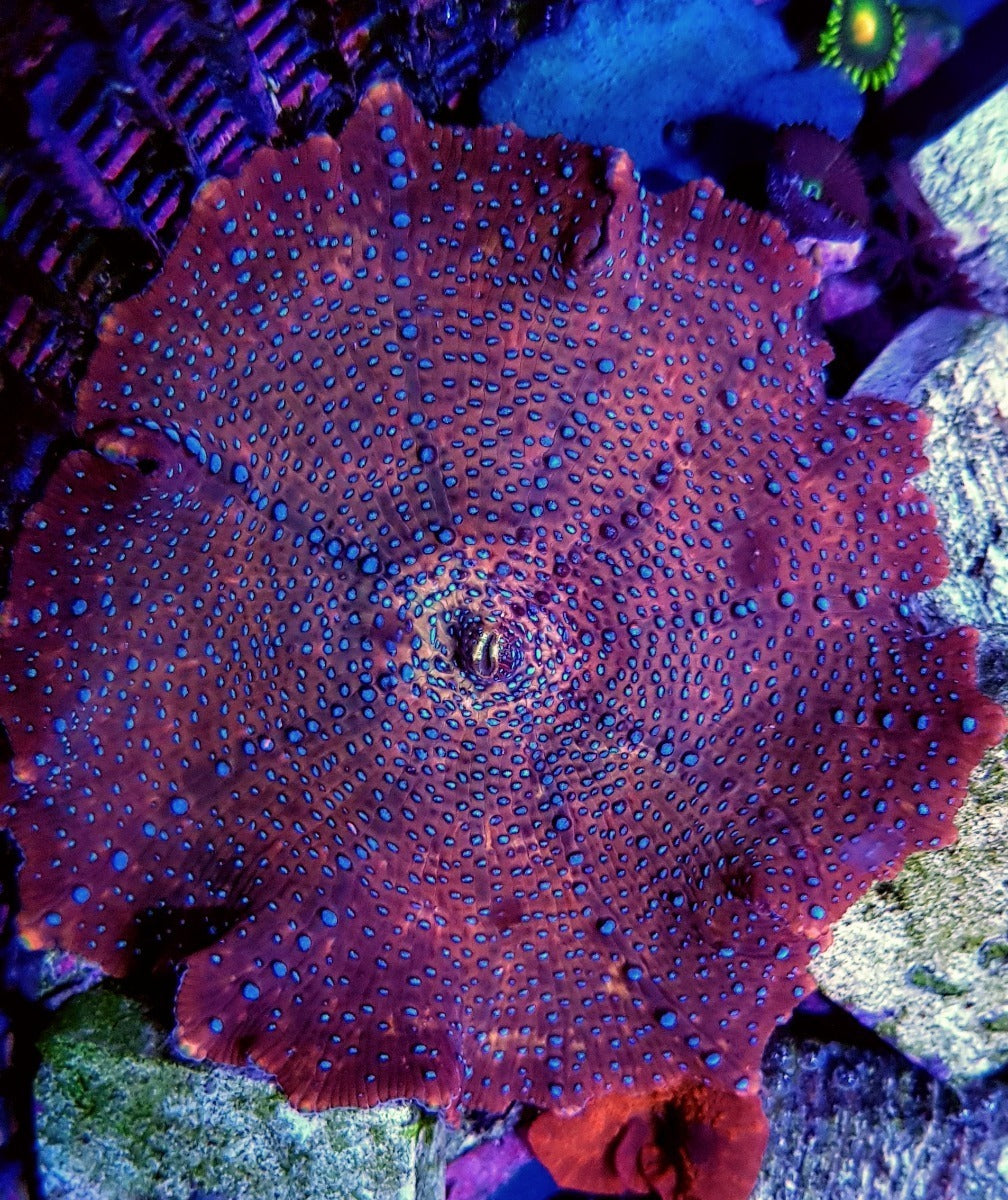 Discosoma spp. (Spotted) (Grade A) (per ear)