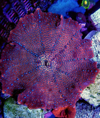 Discosoma spp. (Spotted) (Grade A) (per ear)