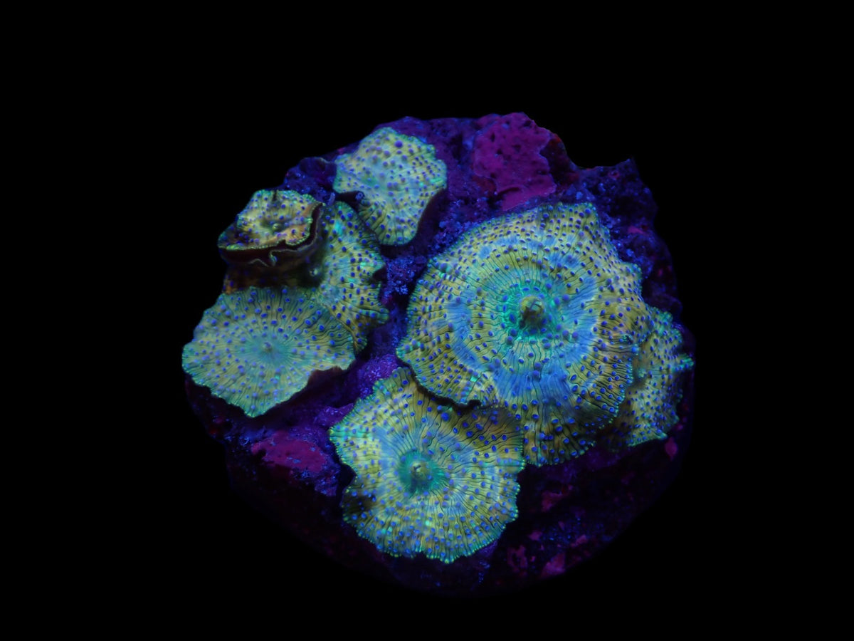 Discosoma spp. (Spotted) (Grade A)