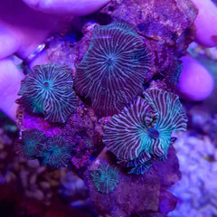 Discosoma spp. (Striped)