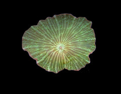 Discosoma spp. (Striped)