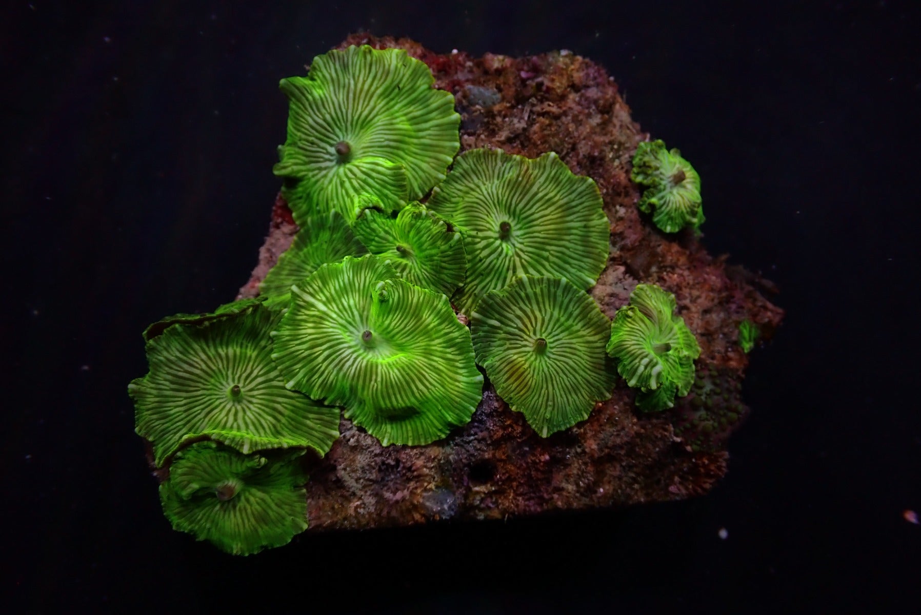 Discosoma striatus