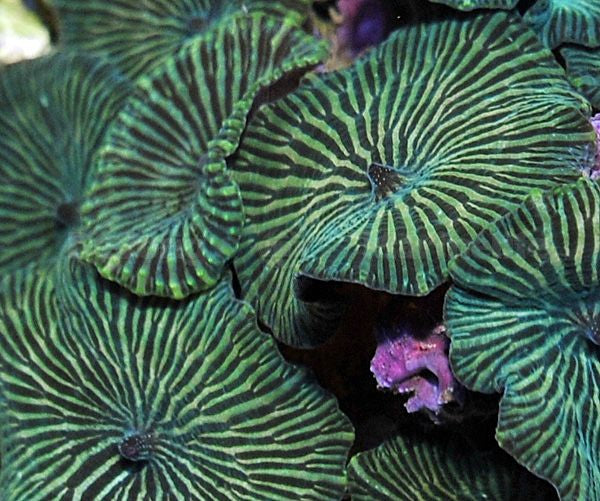 Discosoma striatus
