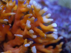 Distichopora violacea - Stylaster (Orange)
