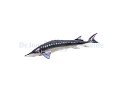 Sturgeon Pillow