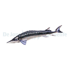 Sturgeon Pillow
