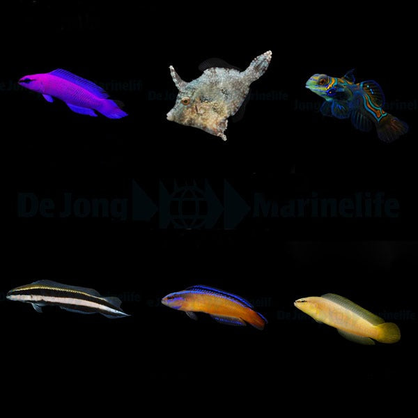 DJM bred fish package 15 (Mix)