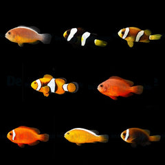 DJM bred fish package 16 (Clownfish 2)
