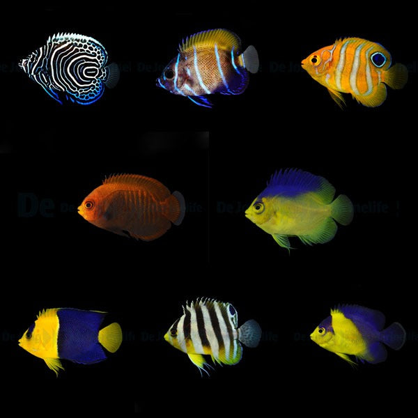 DJM bred fish package 17 (Angels)