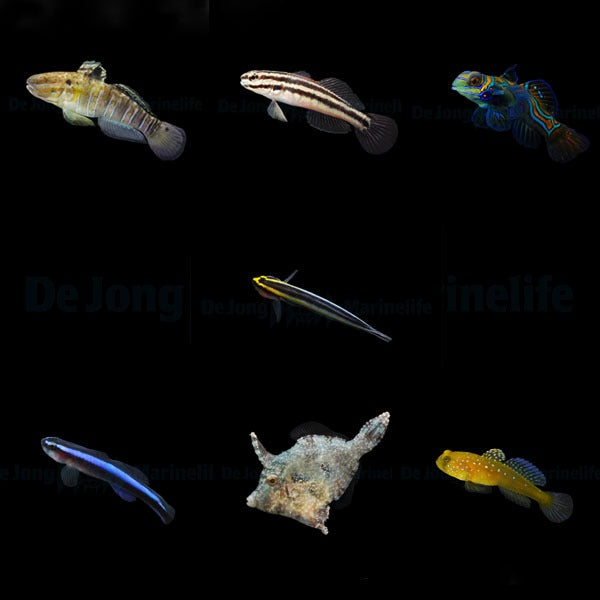 DJM bred fish package 18 (Mix)