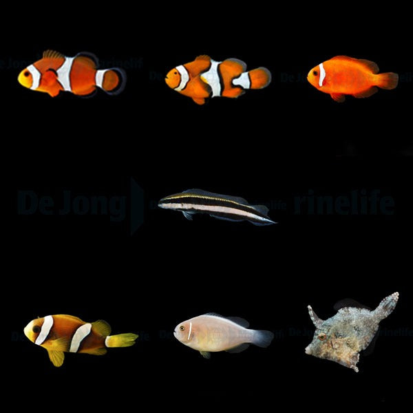 DJM bred fish package 1 (Mix)