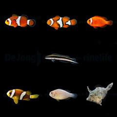 DJM bred fish package 1 (Mix)