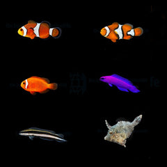 DJM bred fish package 2 (Mix)