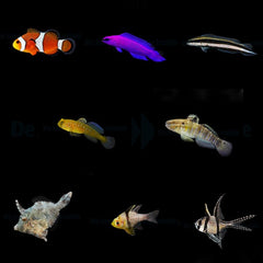 DJM bred fish package 3 (Mix)