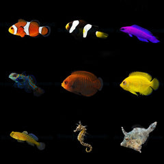 DJM bred fish package 4 (Mix)