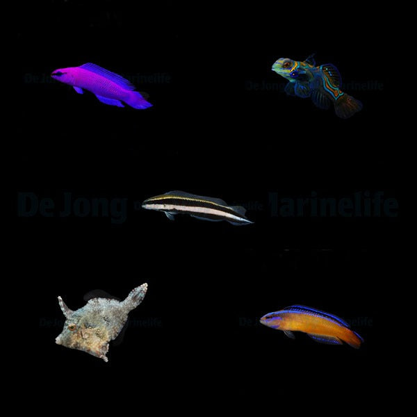 DJM bred fish package 5 (Mix)