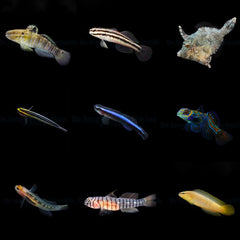 DJM bred fish package 8 (Mix)