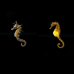 DJM bred fish package 9 (Seahorses)
