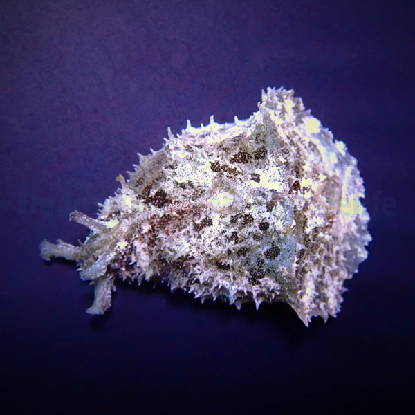 Dolabella auricularia