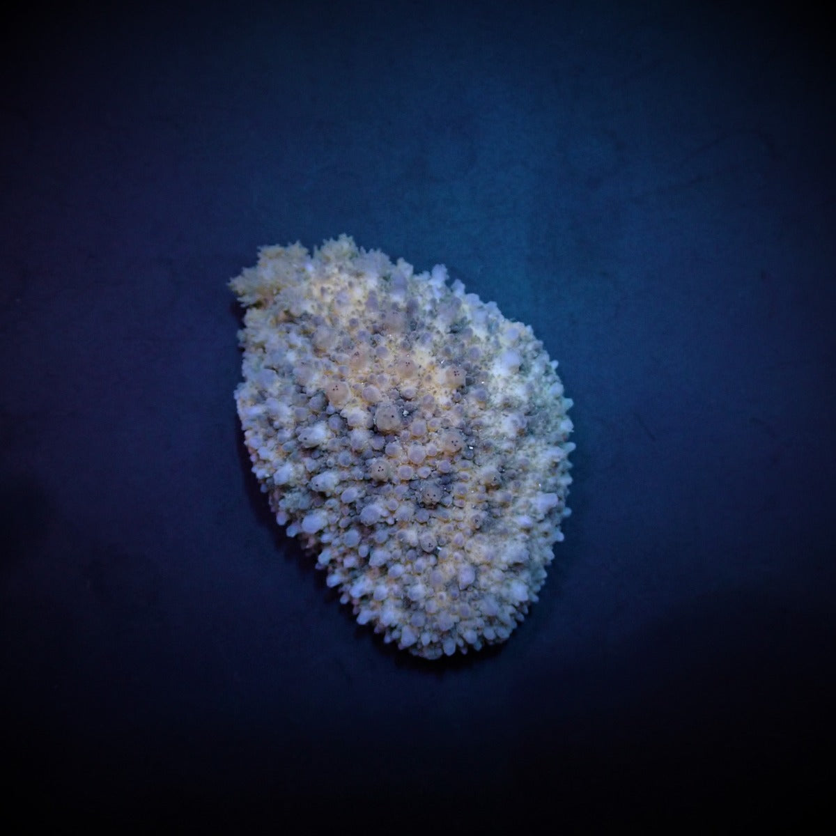 Dolabrifera dolabrifera