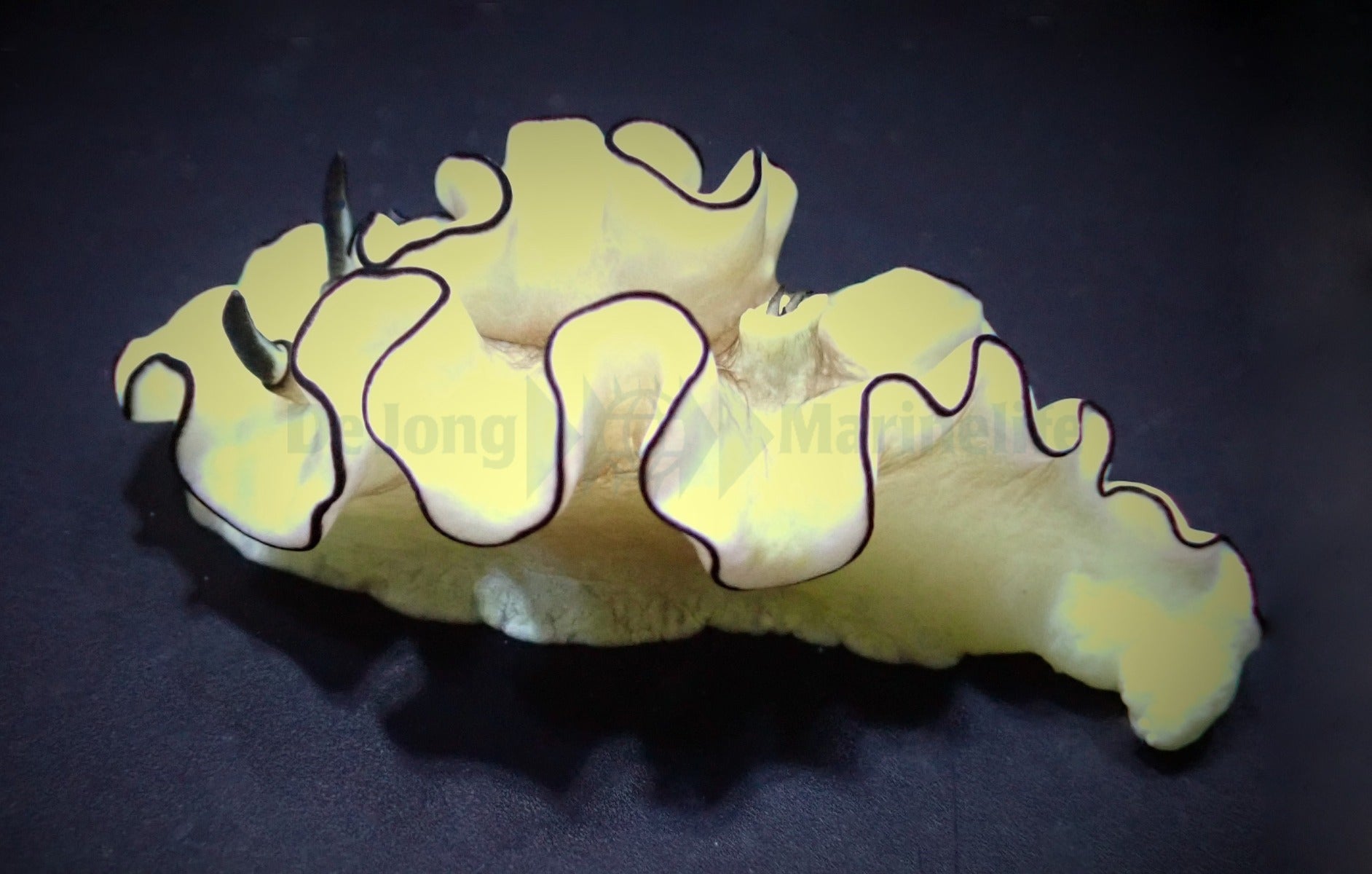 Doriprismatica atromarginata