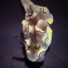 Doriprismatica atromarginata