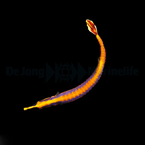 Doryrhamphus bicarinatus - DJM Bred