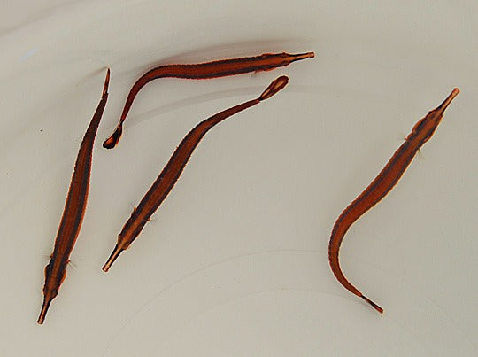 Doryrhamphus excisus