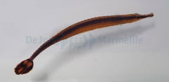 Doryrhamphus bicarinatus