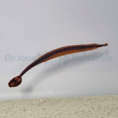 Doryrhamphus bicarinatus