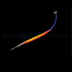 Doryrhamphus janssi