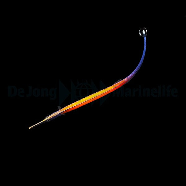 Doryrhamphus janssi