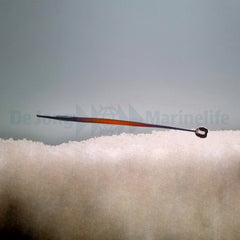 Doryrhamphus janssi