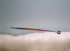 Doryrhamphus janssi