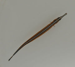 Doryrhamphus malus